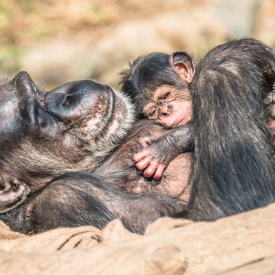 Ku munsi mpuzamahanga w’ababyeyi, AWF yatanze ubutumwa bw’umwihariko